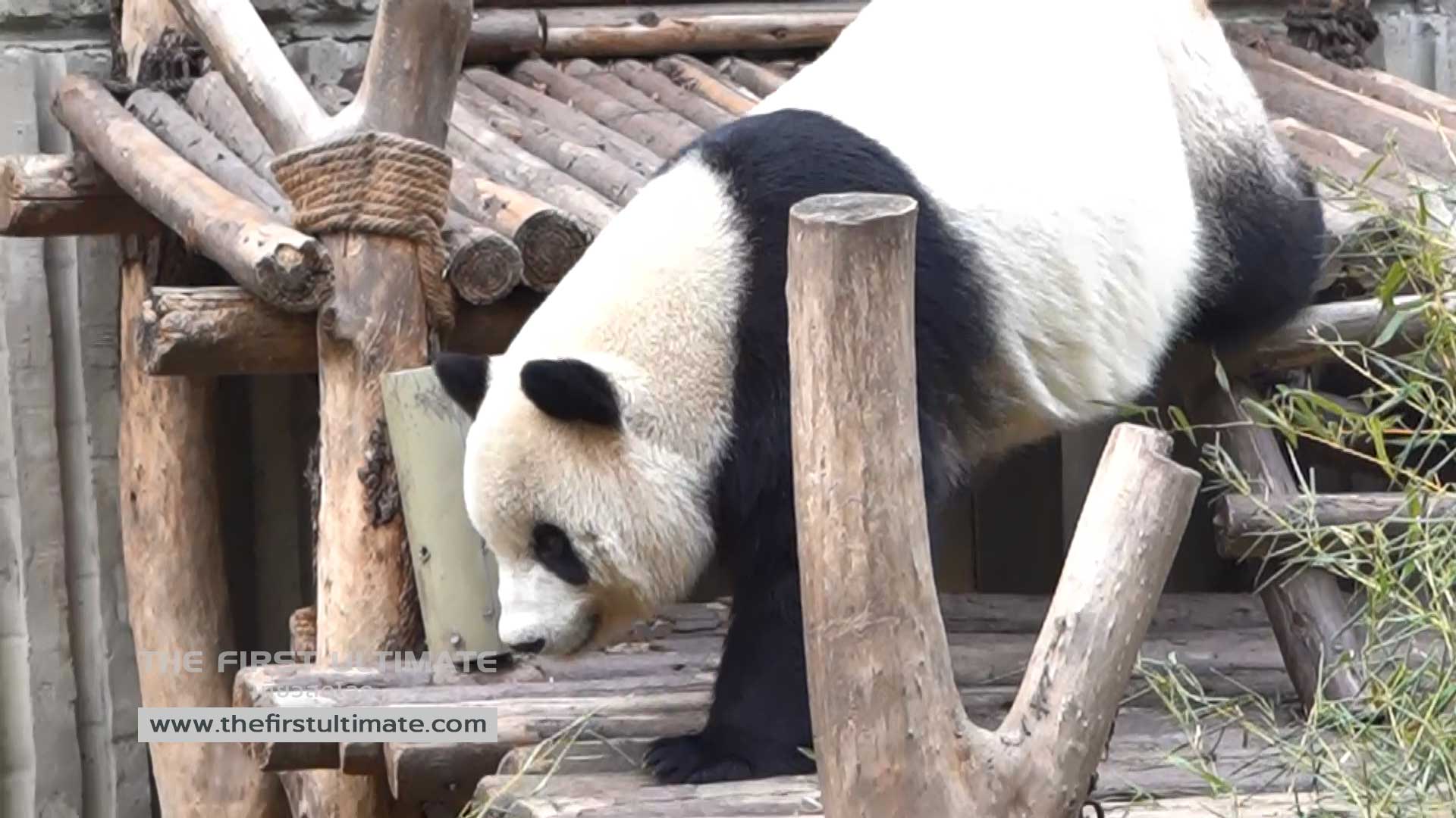 Giant Pandas and Chengdu เที่ยวเฉิงตู ไปดูแพนด้ากัน