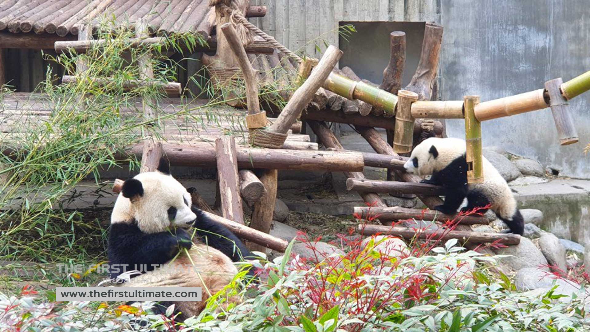 Giant Pandas and Chengdu เที่ยวเฉิงตู ไปดูแพนด้ากัน